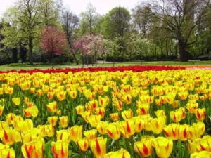 tulips